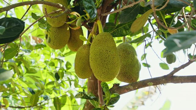 Jackfruit hangs from branches in a vibrant tropical garden. Sunlight filters through leaves, highlighting the large, spiky fruits ripening on the tree.