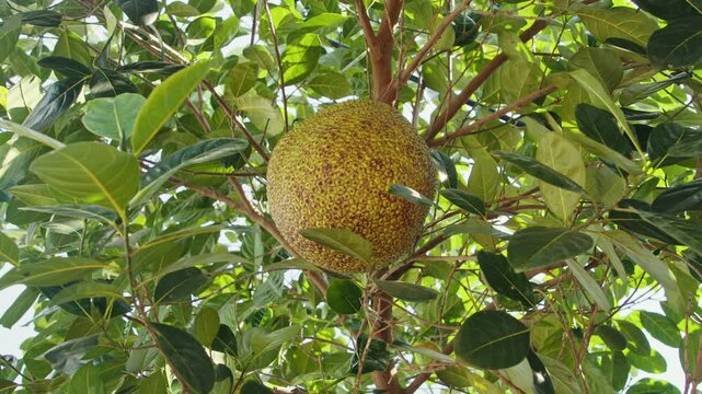 A jackfruit hangs prominently from the branches of a tree, surrounded by vibrant green leaves. The tropical environment highlights the natural beauty and significance of this fruit.