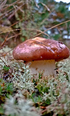Suillus mushrooms in the forest. Brown edible mushrooms in a pine forest