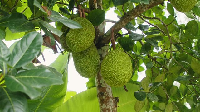 Explore the vibrant atmosphere of a jackfruit harvesting season, featuring trees laden with ripe jackfruits surrounded by lush green leaves and the beauty of nature.