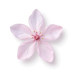 Pink flower with delicate petals on a white background