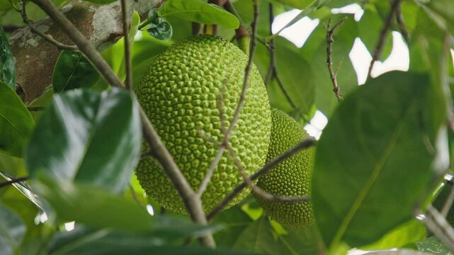 This clip highlights the vibrant green jackfruit as it grows on branches surrounded by lush foliage, showcasing the beauty of tropical agriculture under bright daylight.