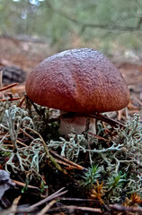 Suillus mushrooms in the forest. Brown edible mushrooms in a pine forest
