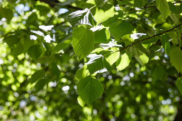 Green leaves of trees in the garden in spring. Greenery in the rays of light. Blurred image, selective focus