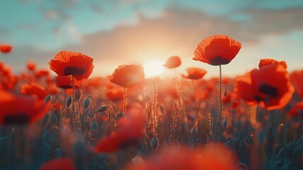 Obraz premium Close-up of vibrant red poppies in a meadow, bright natural colors, natural daylight, detailed and lively