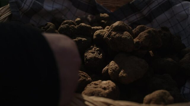 Farmers collect a large basket filled with freshly harvested truffles in the countryside, highlighting the beauty of nature and the excitement of foraging during harvest season.