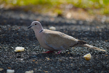 Eurasian collared dove