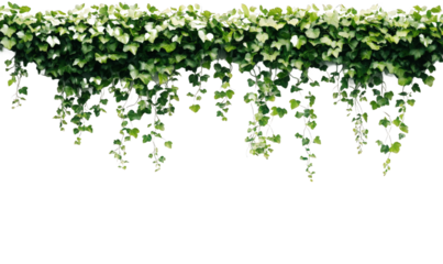 The leaves of the green vines hanging down on the wall