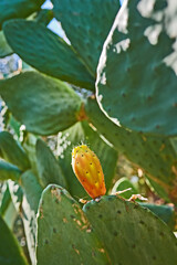 Cactus, nature and spring with fruit in garden for botany, horticulture or natural landscaping. Background, environment and plant with succulent growing outdoor in backyard for floral ecology