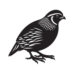 Quail bird Silhouette Vector Illustration, Solid White Background.