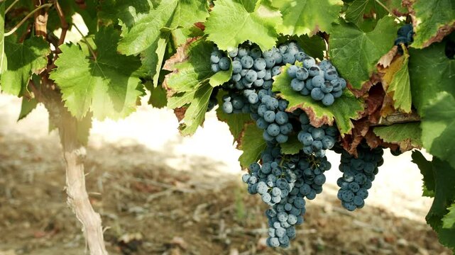 Lush grapevines display clusters of ripe grapes under warm sunlight in a vineyard. The scenery reflects the vibrancy of nature in the late summer season.