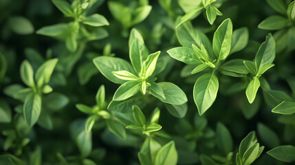 background of fresh herbs like rosemary, thyme, and oregano arranged in a cluster 