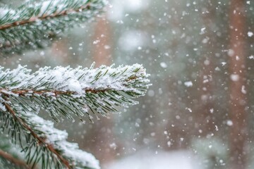 A close-up shot of a pine tree covered in snow, ideal for winter-themed illustrations and designs