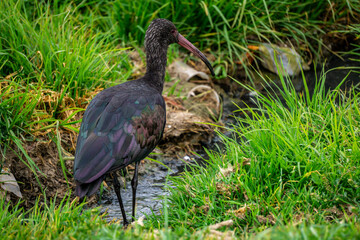 Ridgway's Ibis (Plegadis ridgwayi) Standing on the Shore of Lake Titicaca in Bolivia with Scenic Views