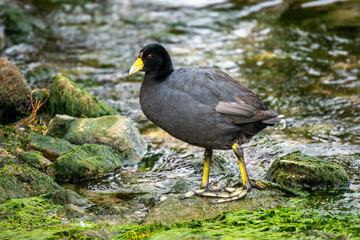 Wild Slate Colored Coot (Fulica ardesiaca) Also Known as Andean Coot Standing on the Banks of Lake Titicaca in Bolivia with Natural Scenery Around