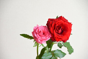 赤とピンクのばら