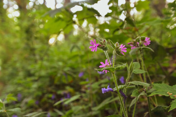 pink flowers in the garden