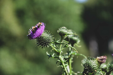 thistle