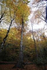 Obraz premium Trees provide our breath