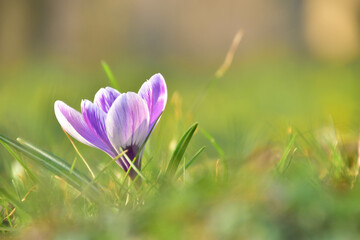 Fototapeta premium purple crocus flowers