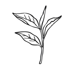 Vector hand drawn branch with Tea leaves. Minimalist line art illustration. Trendy botanical element.