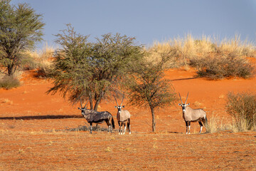 Group of Oryx (or gemsbok) in the Kalahari desert, Namibia landscape, Africa