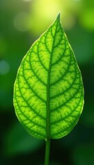 Obraz premium Vibrant green leaf, intricate veins, sunlight, macro, garden