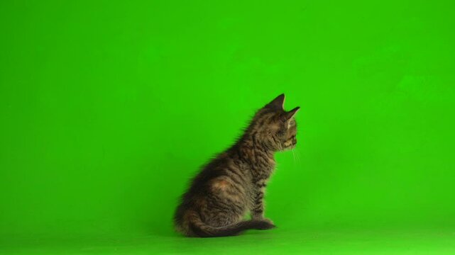 A playful kitten on a green screen background