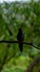 lovely hummingbird drink water in the feeder in a sunny day