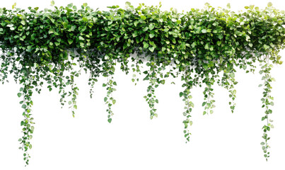 The leaves of the green vines hanging down on the wall