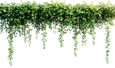 The leaves of the green vines hanging down on the wall