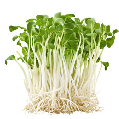 Bean sprouts, Transparent background, food