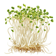 Bean sprouts, Transparent background, food
