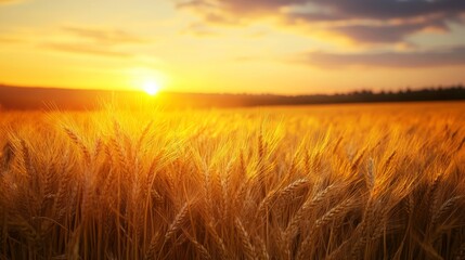 Obraz premium Golden wheat field swaying under a pastel sunset sky agricultural landscape