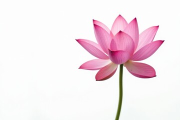 Fototapeta premium Single pink lotus flower, elegant line art style, isolated on white , icon, one line