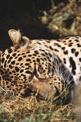 close up of leopard