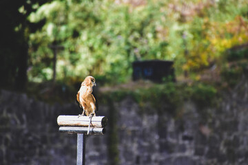 eagle owl on a post