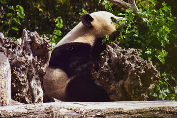 Fototapeta premium giant panda eating
