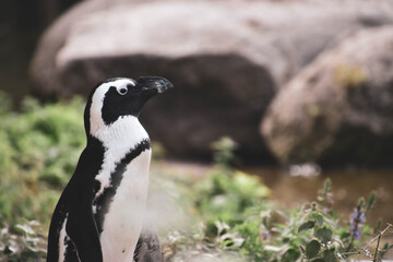 Naklejka premium penguin on a rock