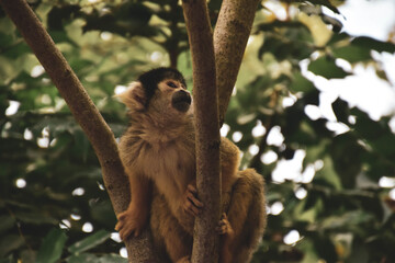 monkey