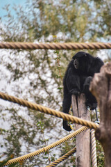 Obraz premium Baboon