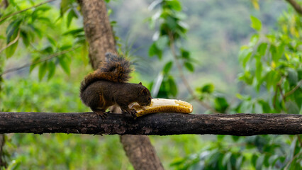 Natural squirrel eating fresh banana on a tree in Costa Rica