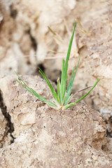 A Small Green Hope in Cracked, Barren Earth