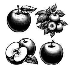 whole apples, apple slices, and apple clusters with leaves, symbolizing freshness, nature, and healthy food engraving generative ai sketch PNG illustration