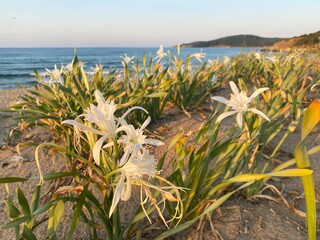 Rare white flowers at the sea, lilies on sandy dunes, wild beach in Bulgaria