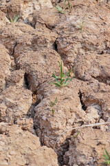 Green Life Emerging from Cracked, Dry Earth Surface
