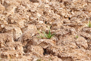 Life Sprouting Through Cracked, Dry and Barren Earth
