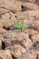 Resilient Green Sprout Emerging from Cracked Earth