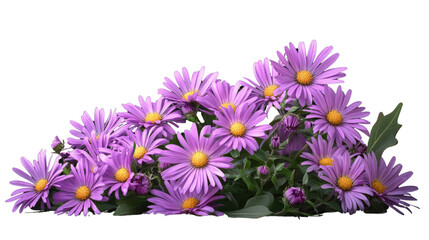 Radiant Aster Blooms: A vibrant cluster of purple aster flowers with sunny yellow centers and lush green foliage, a symbol of love, wisdom, and admiration.