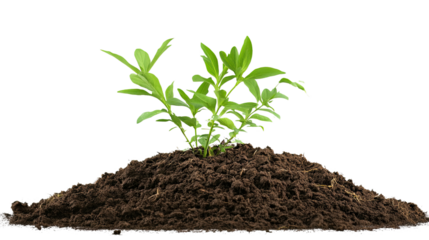 Emergence of Growth: A vibrant green plant, bursting with life, sprouts from a mound of rich, dark soil, symbolizing new beginnings and potential, a testament to nature's resilience.